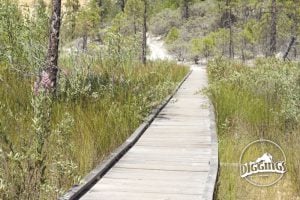 Part of the Diggin's Loop Trail includes a boardwalk allowing hikers a view of the cliffs from the marsh below.