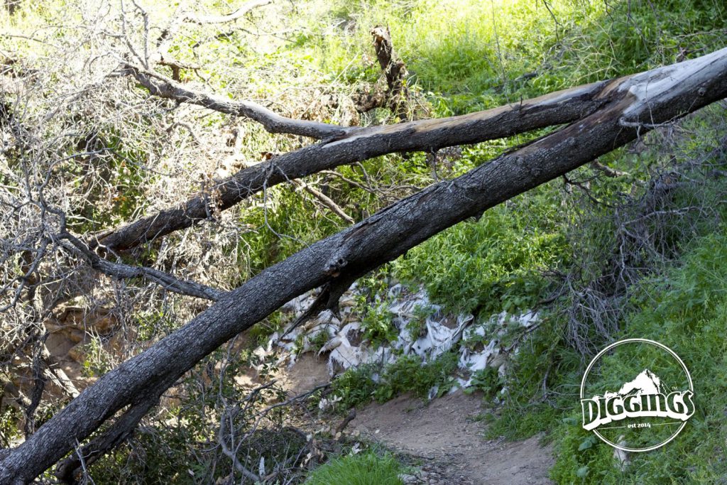 Fallen trees, landslides, and overgrown brush obscure the trail.